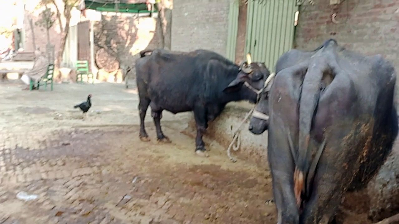 Cow