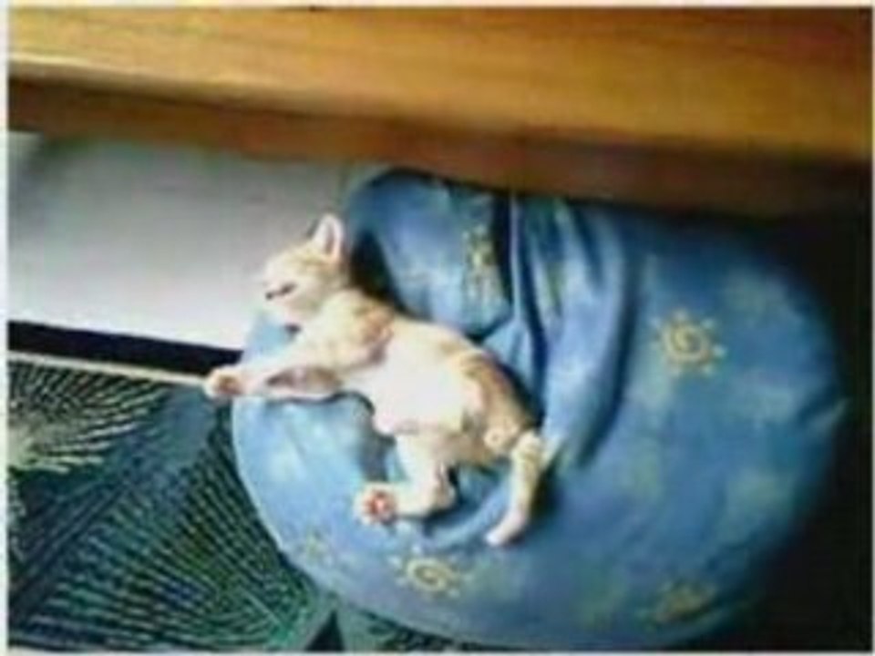 Sleepy_cats