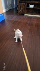 Went to a cat rescue, came home with a dog