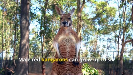 Incredible Kangaroo Facts, From Red Kangaroos to Tree Climbers!