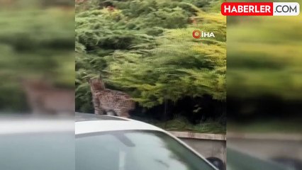 Nesli Tükenmekte Olan Vaşak Tokat'ta Görüntülendi