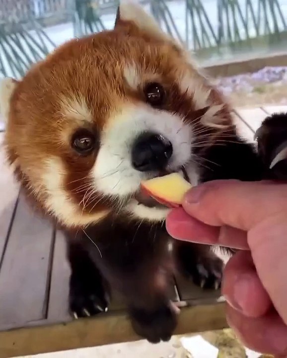 🐱 Welcome to the purr-fect world of *Cats*! 🌟 In this adorable video, we'