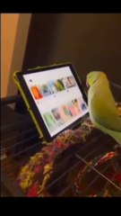 Este loro aprende a usar pantallas táctiles y ama ver a otros loros