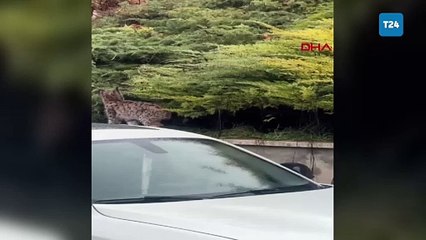 Tokat’ta üniversite kampüsünde nesli tehlike altında olan vaşak görüntülendi