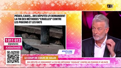 Des députés LFI demandent la fin des méthodes "cruelles" contre les pigeons et les rats