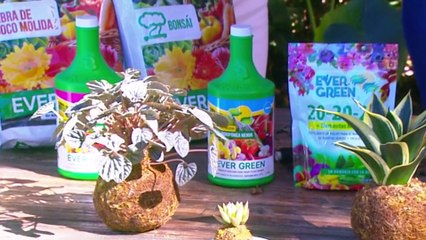 bd-publireportaje-evergreen-161224