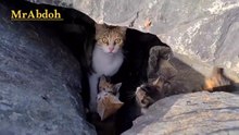 Feeding a cat and her kittens on the street
