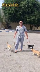 Feeding street cats