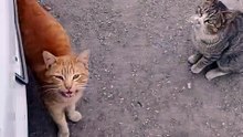 cute cats on the street.. قطط لطيفة بالشارع