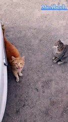 cute cats on the street.. قطط لطيفة بالشارع