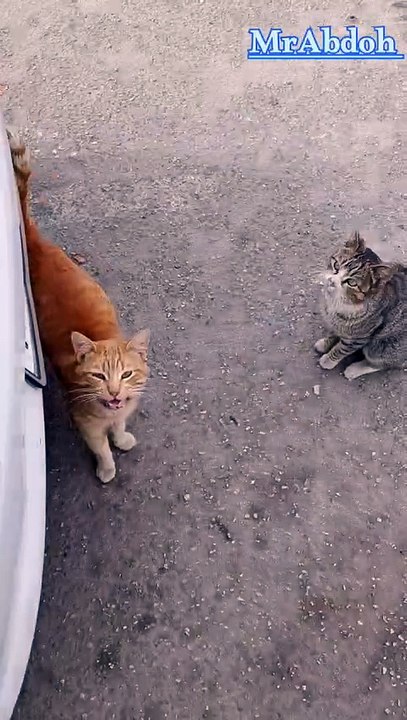 cute cats on the street.. قطط لطيفة بالشارع