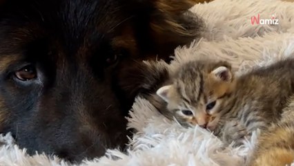 Leur chien est hyperactif toute la journée : quelque chose va le faire radicalement changer (vidéo)