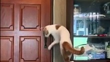 Cat Funny Video #19 (12-16-2024)