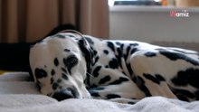 Su perra dálmata da a luz: tras 11 horas, la cantidad de cachorros es increíble