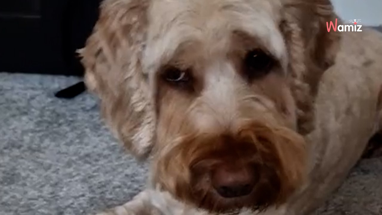 Cockapoo hat etwas unter Pfote, das alle panisch macht