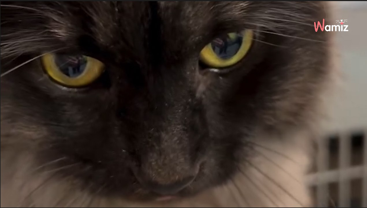 Ce chat de 11 ans se retrouve à la rue après le...