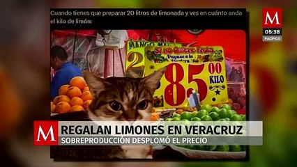 Por desplome del precio y sobreproducción, citricultores regalan los limones en Veracruz