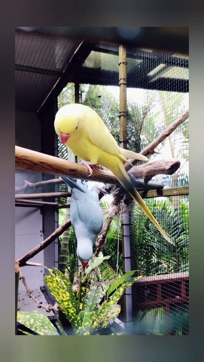 parrots on a branch in a cage | parrots