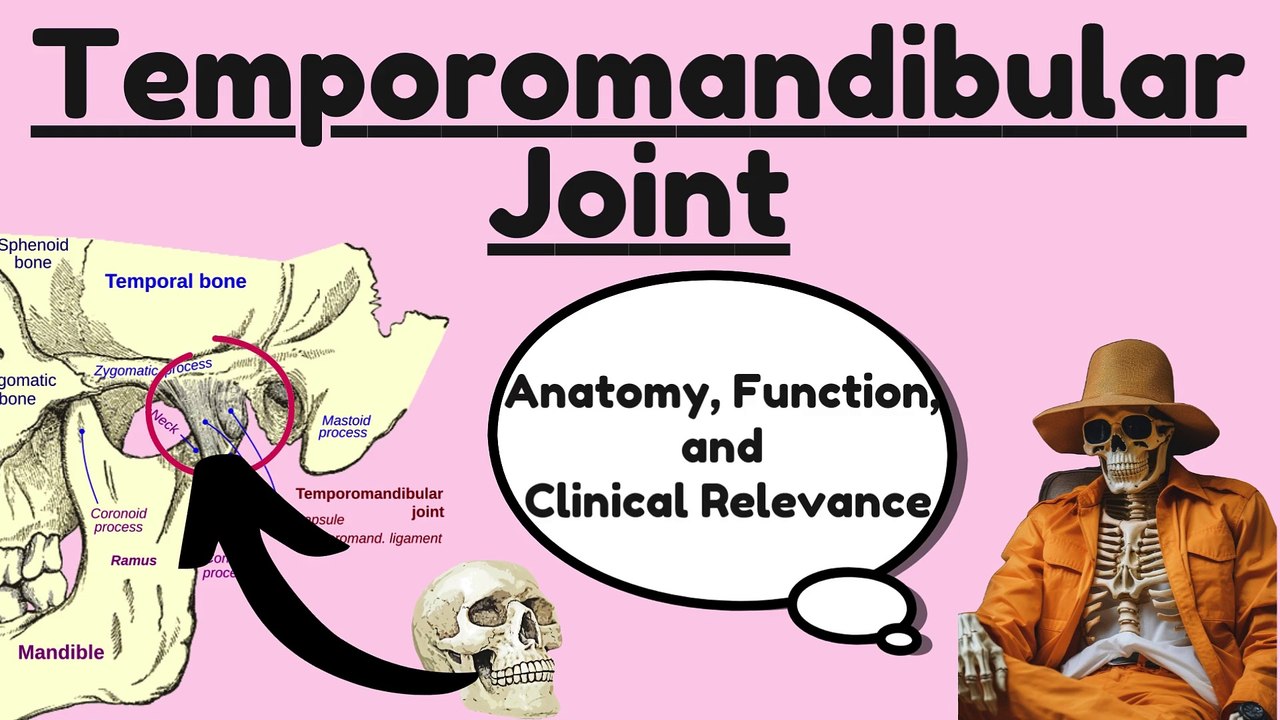 Anatomy of the Temporomandibular Joint (TMJ): Complete Guide to Structure, Function, and Clinical Relevance