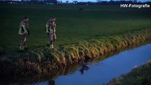Hasselter brandweer redt ree uit sloot aan de Boerweg