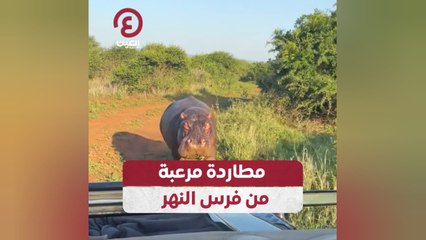 مطاردة مرعبة من فرس النهر