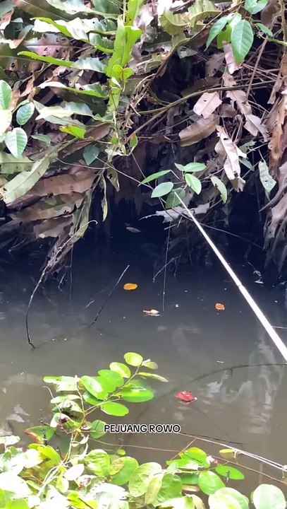 Strek mancing di rawa