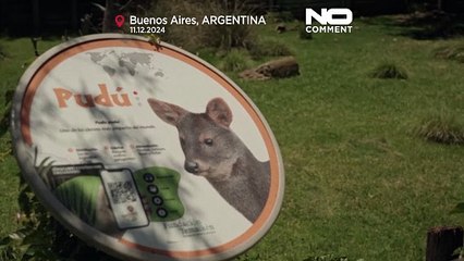 Dünyanın en küçük geyiklerinden birinin yavrusu görüntülendi