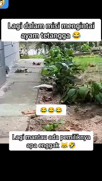 Gemes...