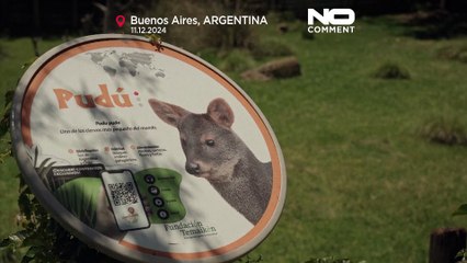 No Comment: Seltene Geburt eines der kleinsten Hirsche der Welt