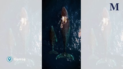 Humpback whales off Gerroa | December 15, 2024 | Illawarra Mercury