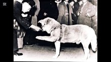 Hachiko: A Tale of Unwavering Loyalty