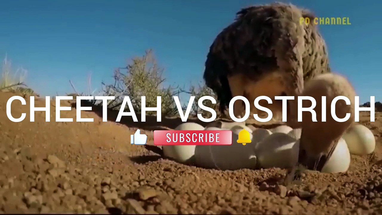 CHEETAH VS OSTRICH