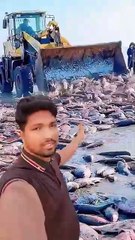 ,,,,,,,,,How much fishes,,,,,,,,