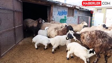 Erzincan'da Yılın Son Kuzuları Üreticilerin Yüzünü Güldürdü