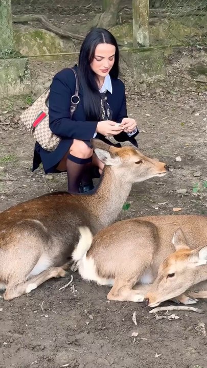 Nara park deer in japan
