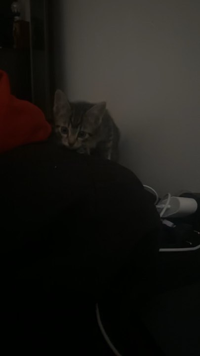 Scary kitty