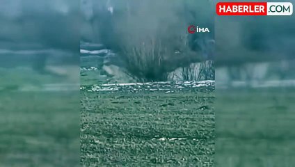 Patnos'ta 100'lük Domuz Sürüsü Görüntülendi