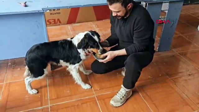Ardahan'da üşüyen ve acıkan köpeklere esnafın sıcak kapısı her zaman açık