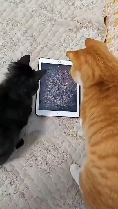 Duar! meong
