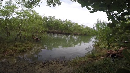 MANGROVE ADVENTURE 2