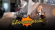 เมื่อเจ้าตูบโดนเหมียวใส่เต็ม รัวมือตบไม่ยั้งจนหน้าสั่น