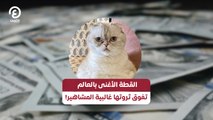 القطة الأغنى بالعالم تفوق ثروتها غالبية المشاهير!