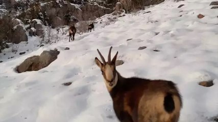 Munzur Dağları’nda çengel boynuzlu dağ keçileri görüntülendi