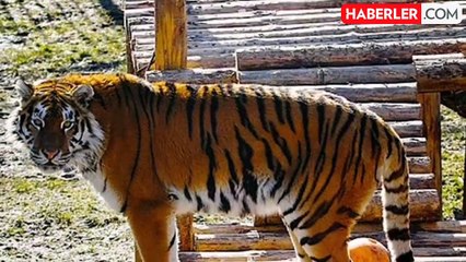 Kadın bakıcı, ziyaretçilerin gözü önünde kaplanın saldırısına uğradı