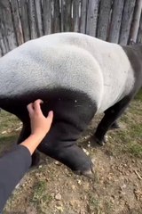 Funniest pets | cute animals #cute animals #cutespets #animals #shorts