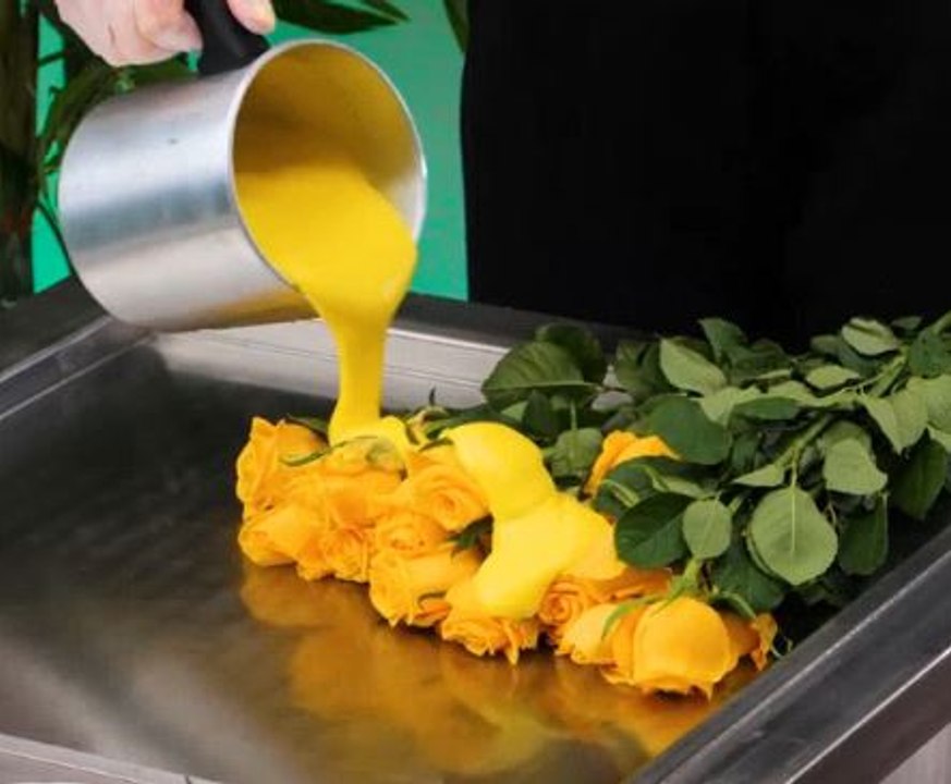 Petals and possibilities! Exploring unusual ros...