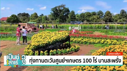 ทุ่งทานตะวันศูนย์ฯเกษตร 100 ไร่ บานสะพรั่ง | เป็นข่าวเล่าเรื่อง | 17 ธ.ค.67 | PART 2