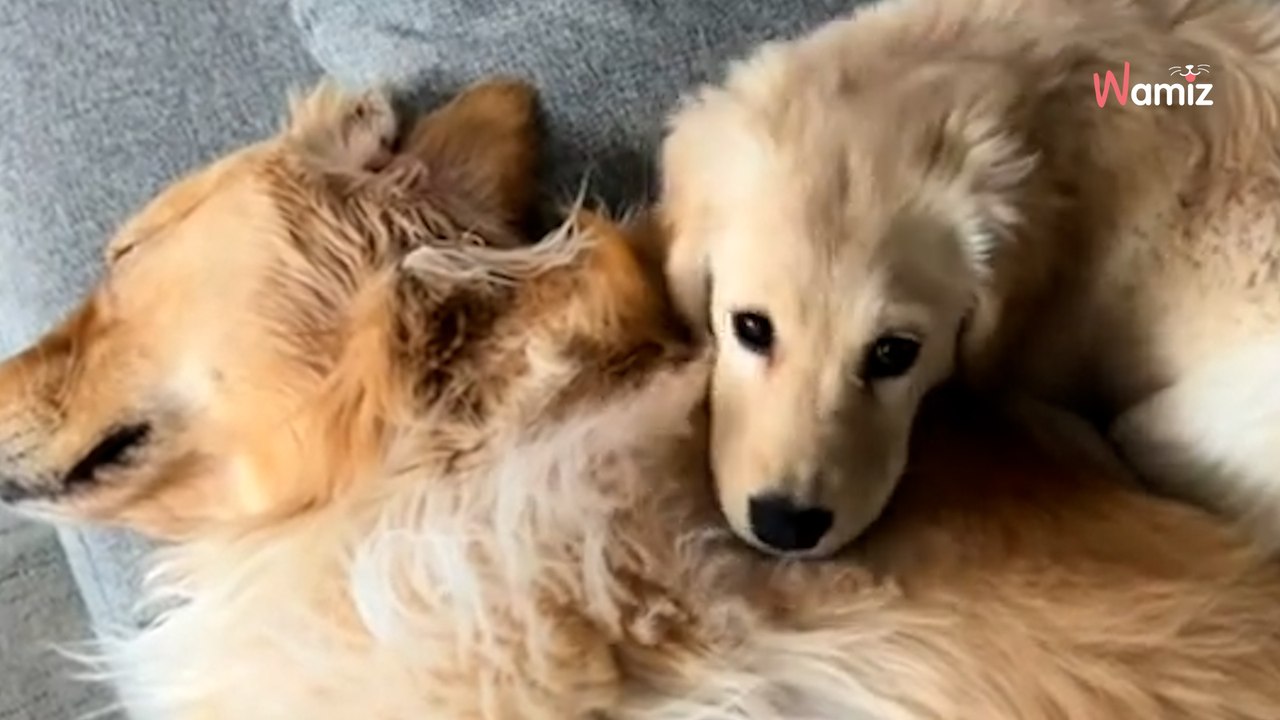 Er will doch nur kuscheln: Aber dann bricht das Herz des kleinen Golden Retriever-Welpen