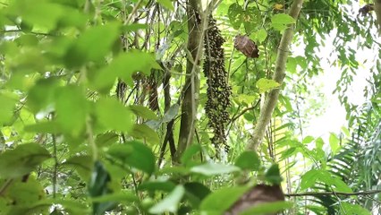 EP.328 - Capture galinhas selvagens, teça cestas de bambu e aprecie peixes defumados