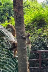 Funniest pets | cute animals #cuteanimals #cutespets #animals #shorts